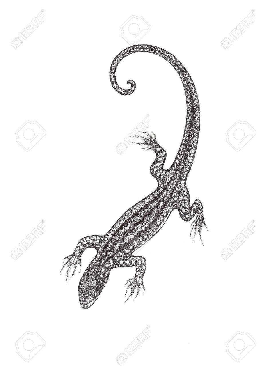The Drawn Lizard On A White Background In The Style Of Pointillism ... for House Lizard Drawing
67qdu The Drawn Lizard On A White Background In The Style Of Pointillism ... for House Lizard Drawing
67qdu