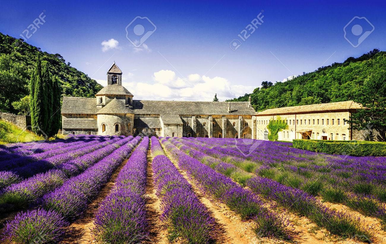 Abbey of Senanque and blooming rows lavender flowers. Gordes, Vaucluse, Provence, France. - 39268999 Abbey of Senanque and blooming rows lavender flowers. Gordes, Vaucluse, Provence, France. - 39268999