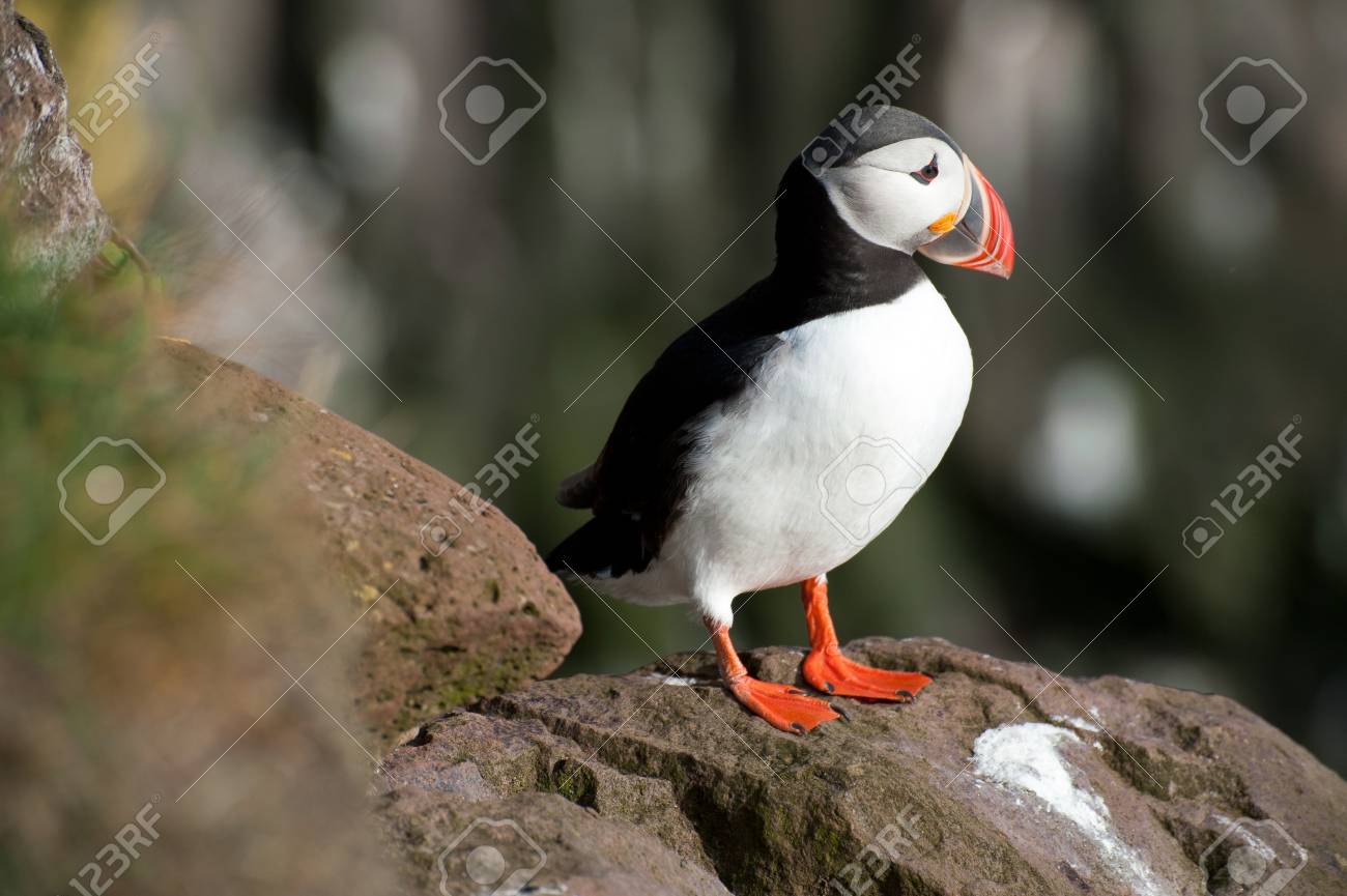 Latrabjarg アイスランドで棚にニシツノメドリ の写真素材 画像素材 Image Latrabjarg アイスランドで棚にニシツノメドリ の写真素材 画像素材 Image