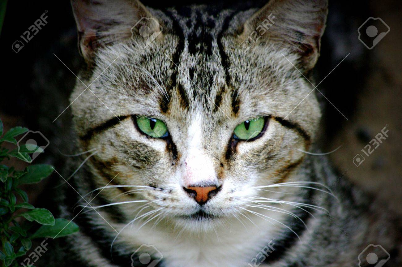 緑の目で野生の猫の肖像画 の写真素材 画像素材 Image 緑の目で野生の猫の肖像画 の写真素材 画像素材 Image
