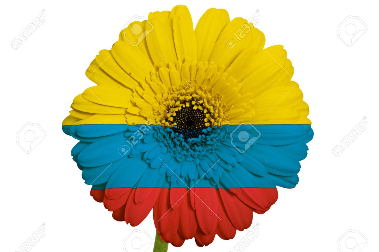 Gerbera Daisy Flower In Colors National Flag Of Columbia On White  Background As Concept And Symbol Of Love, Beauty, Innocence, And Positive  Emotions Stock Photo, Picture and Royalty Free Image. Image 18102632., image size:1300x866