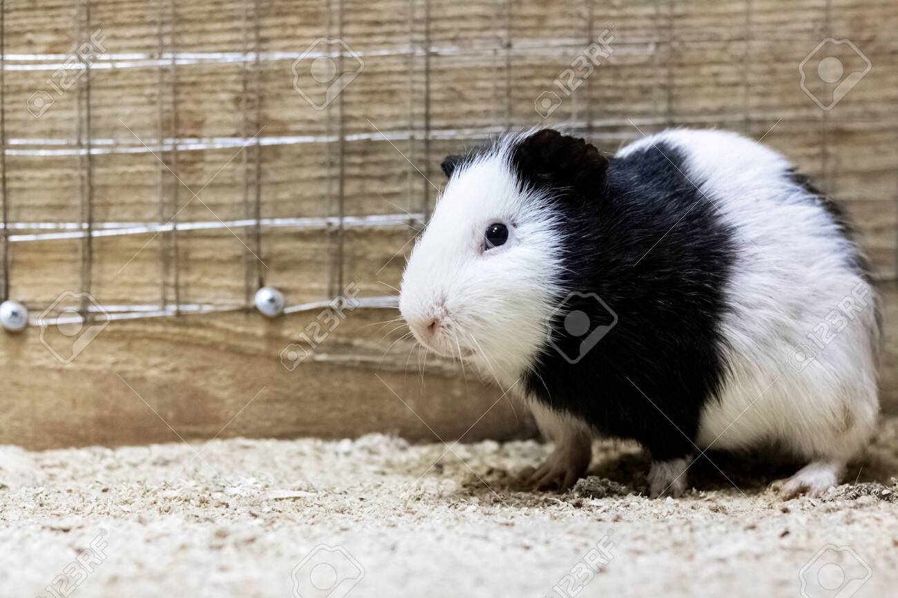 white guinea pig cage