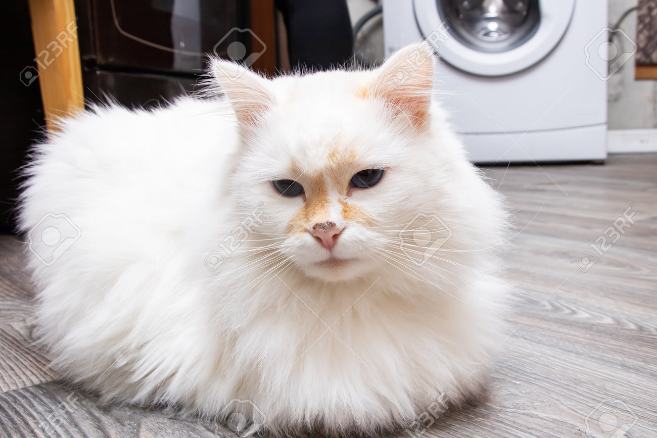 etiam-dictum-ipsum-a-felis