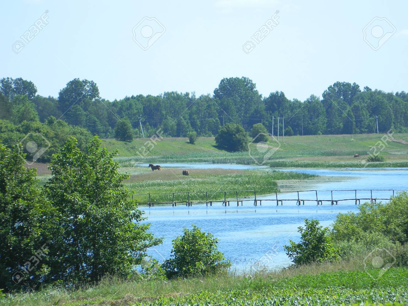 美しい夏の風景です。森、自然、川や川を渡る橋。遠くに馬をかすめます 