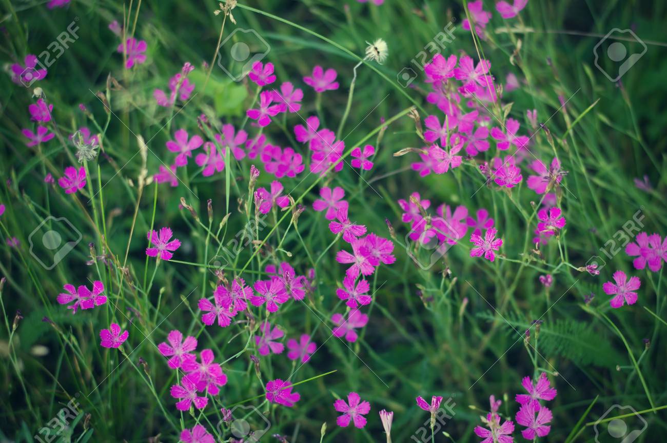 Pequenas Flores De Color Purpura Y Hierba Verde Durante La Temporada De Verano Fotos Retratos Imagenes Y Fotografia De Archivo Libres De Derecho Image