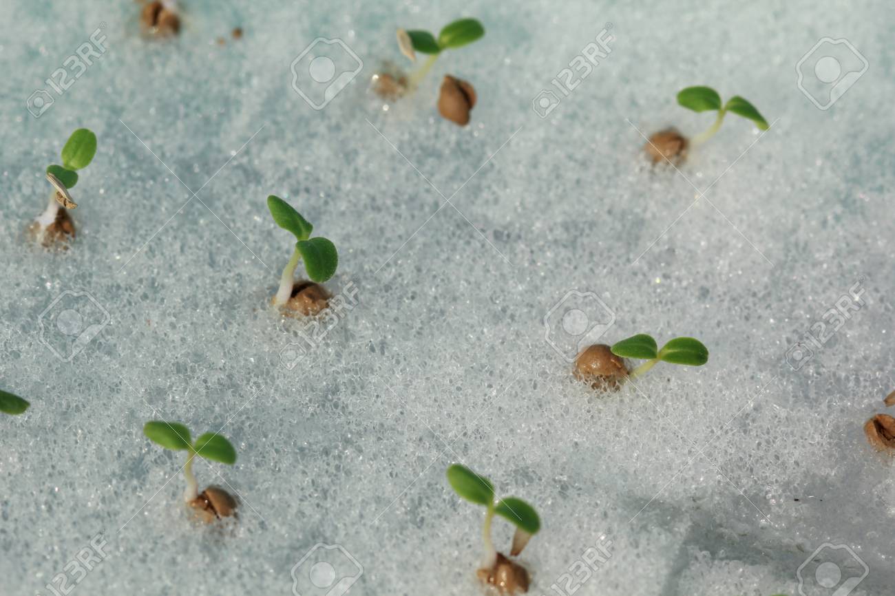 スポンジを植えることの水耕野菜スプラウト の写真素材 画像素材 Image