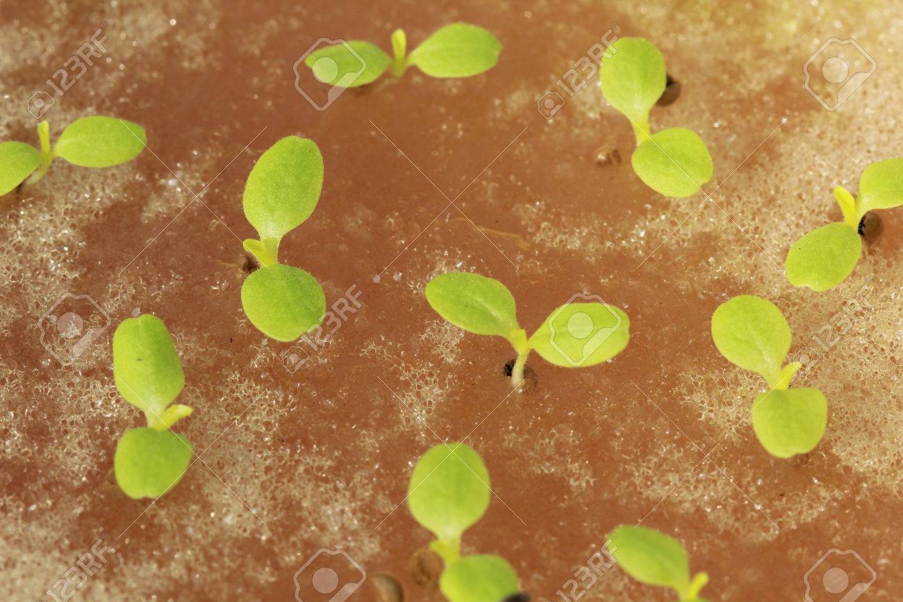 スポンジを植えることの水耕野菜スプラウト の写真素材 画像素材 Image