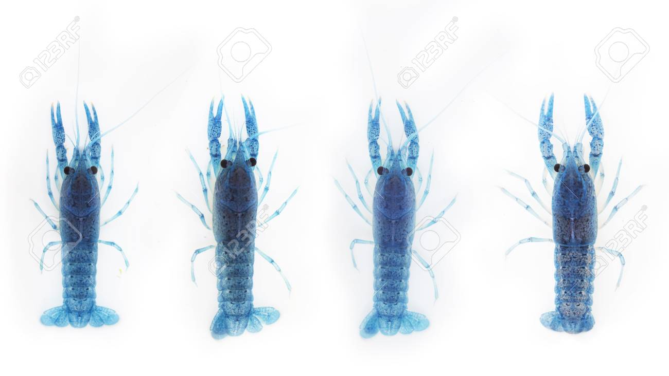 白い背景の上の 4 つの青いザリガニ の写真素材 画像素材 Image