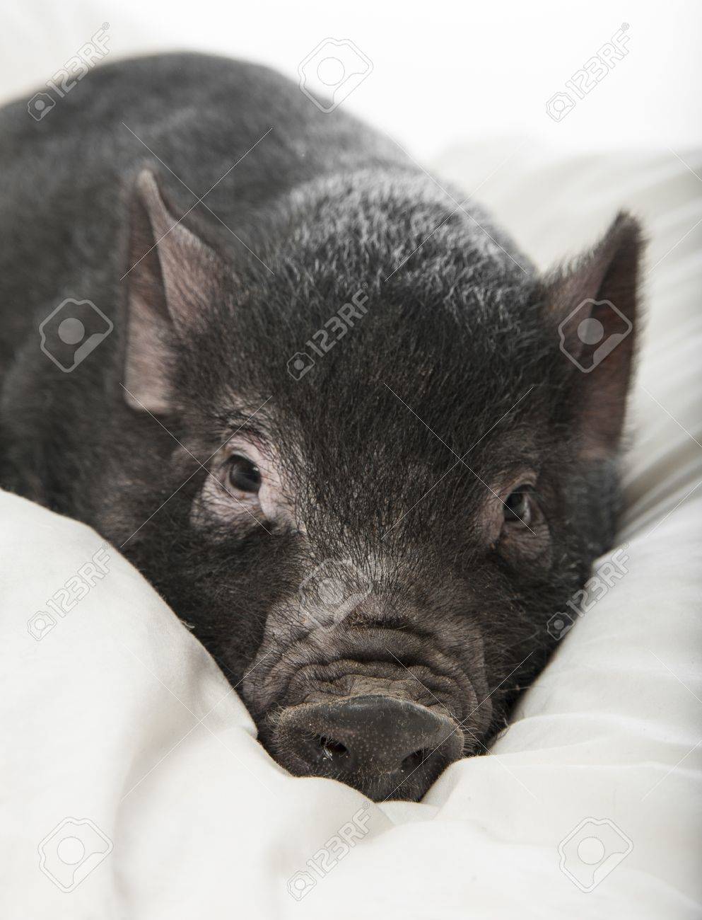 Little black pig bubble