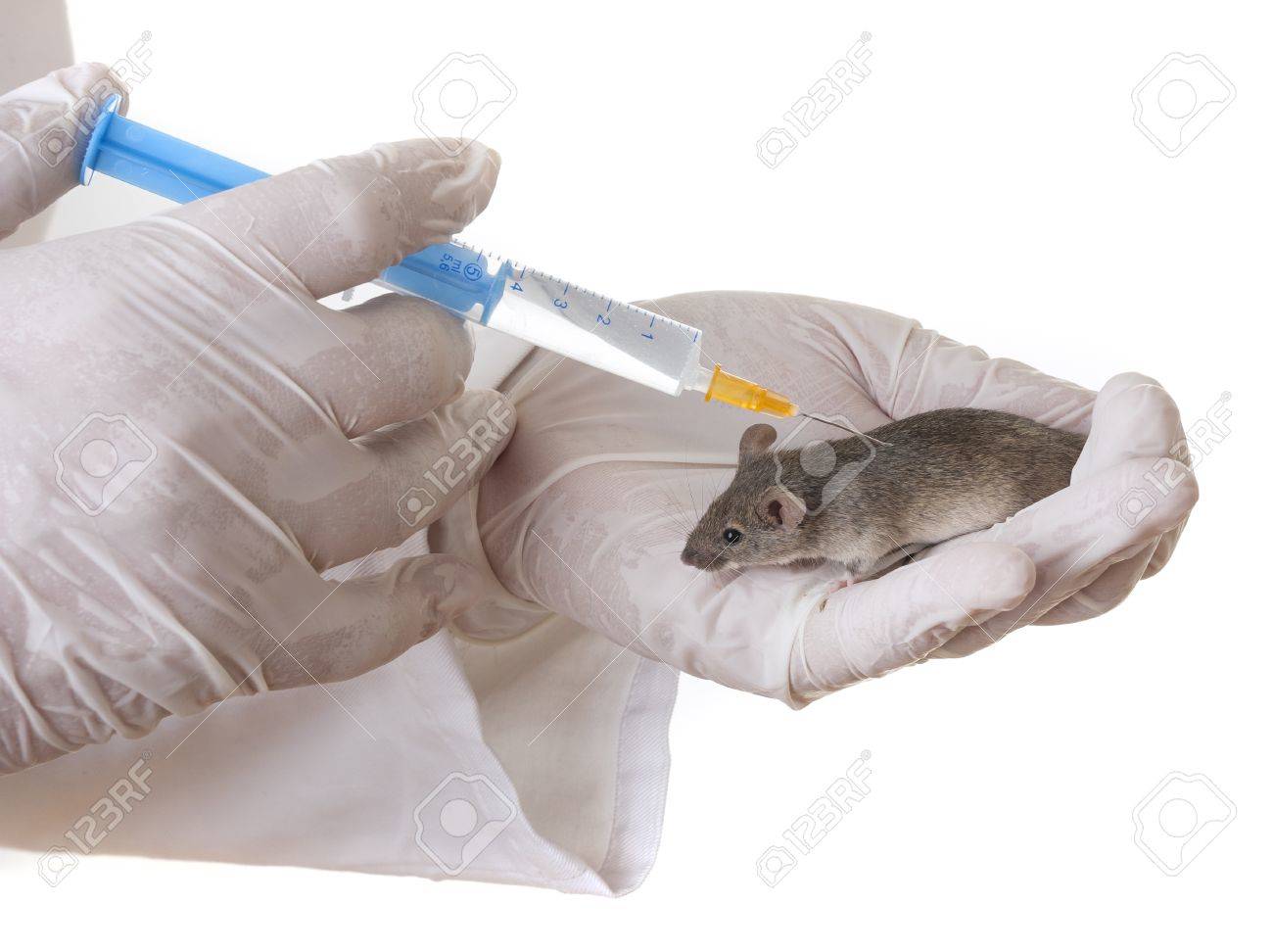 Tester Des Medicaments Chez La Souris Dans Un Laboratoire Banque D Images Et Photos Libres De Droits Image 17775269