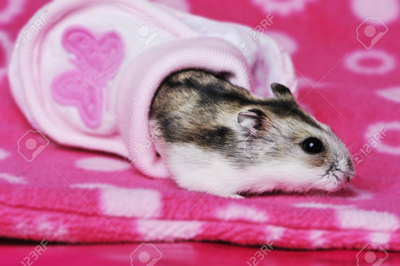 靴かわいいハムスター の写真素材 画像素材 Image 靴かわいいハムスター の写真素材 画像素材 Image