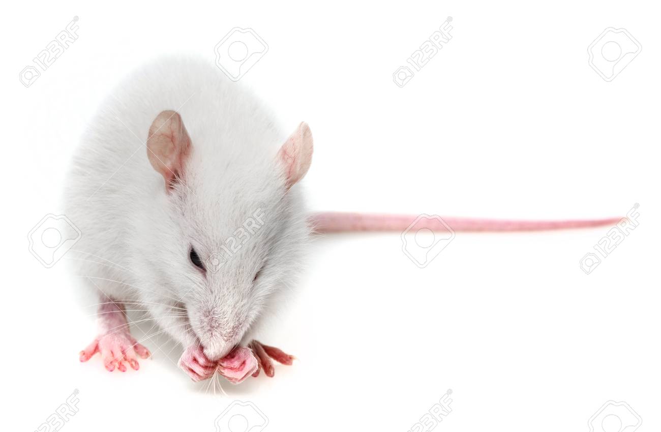 Eine Weisse Maus Auf Einem Weissen Hintergrund Lizenzfreie Fotos Bilder Und Stock Fotografie Image 19092000