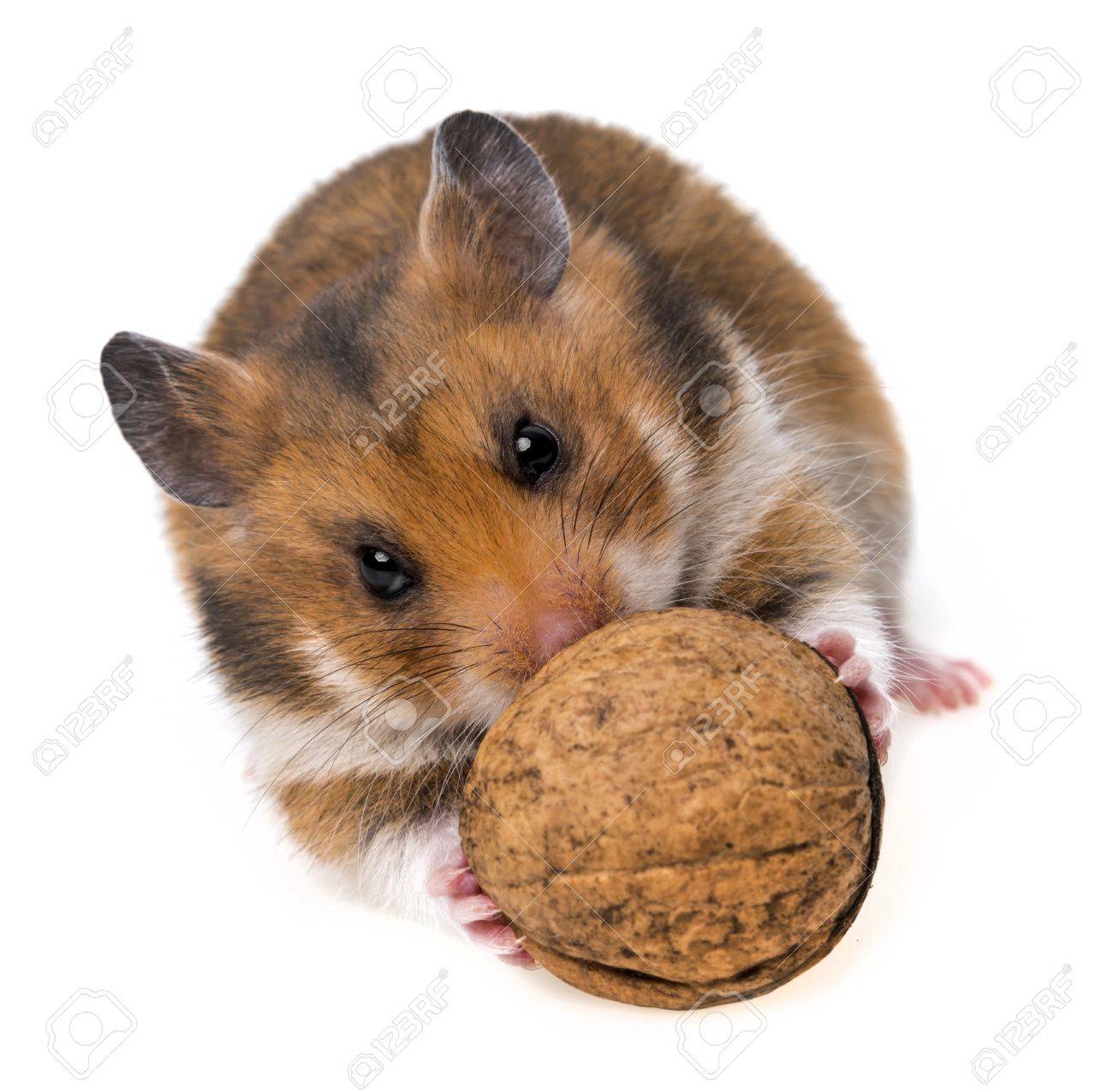 hamster nut