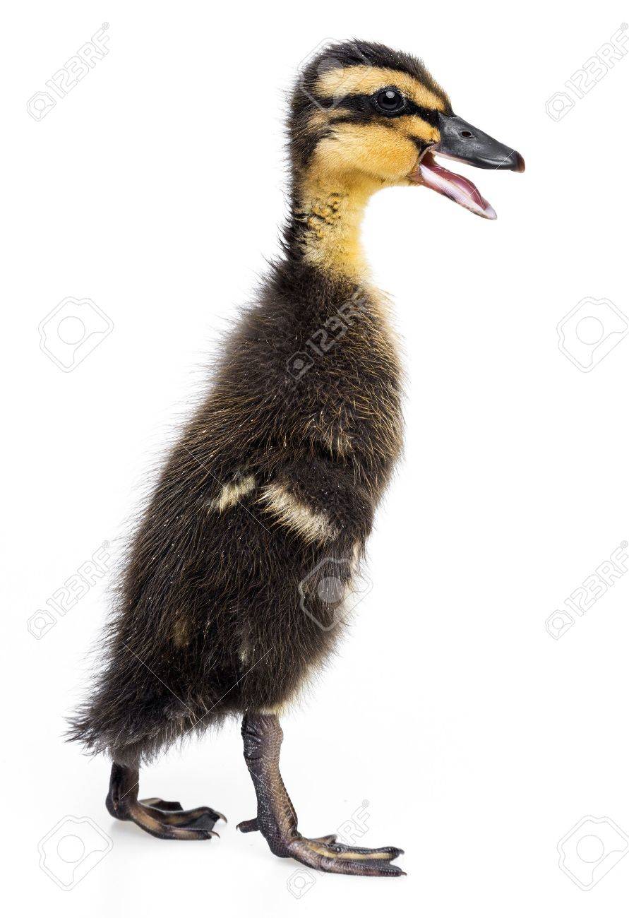 Canard Canard Coureur Indien Isole Sur Fond Blanc Banque D Images Et Photos Libres De Droits Image