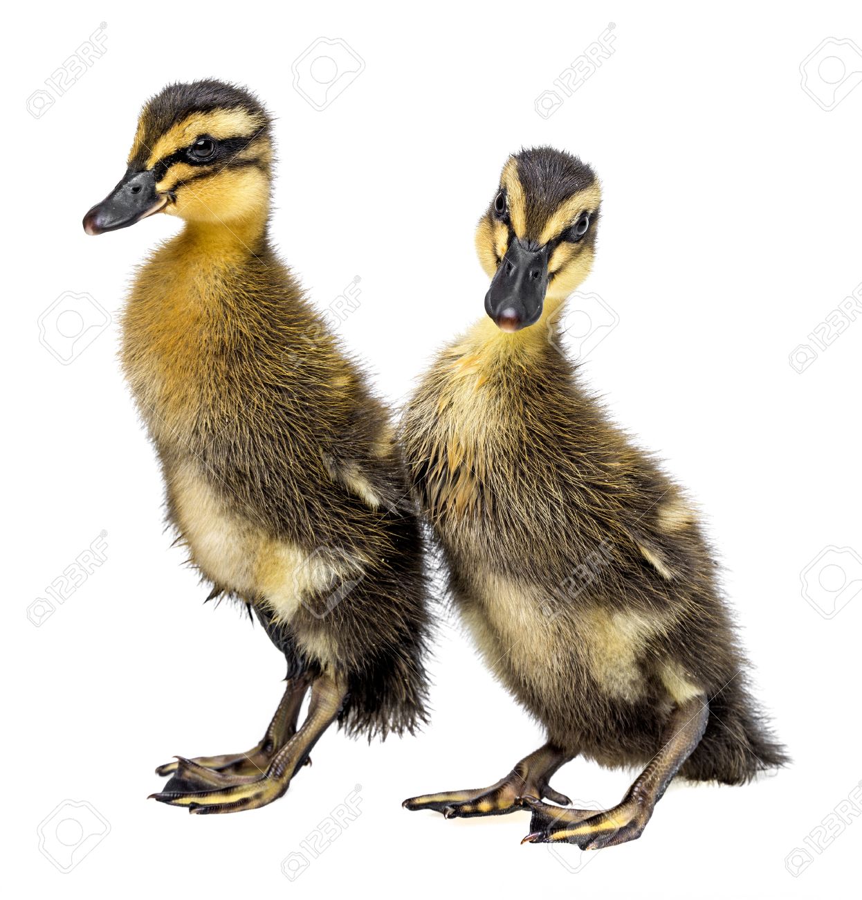 Deux Canetons Mignons Canard Coureur Indien Isole Sur Fond Blanc Banque D Images Et Photos Libres De Droits Image