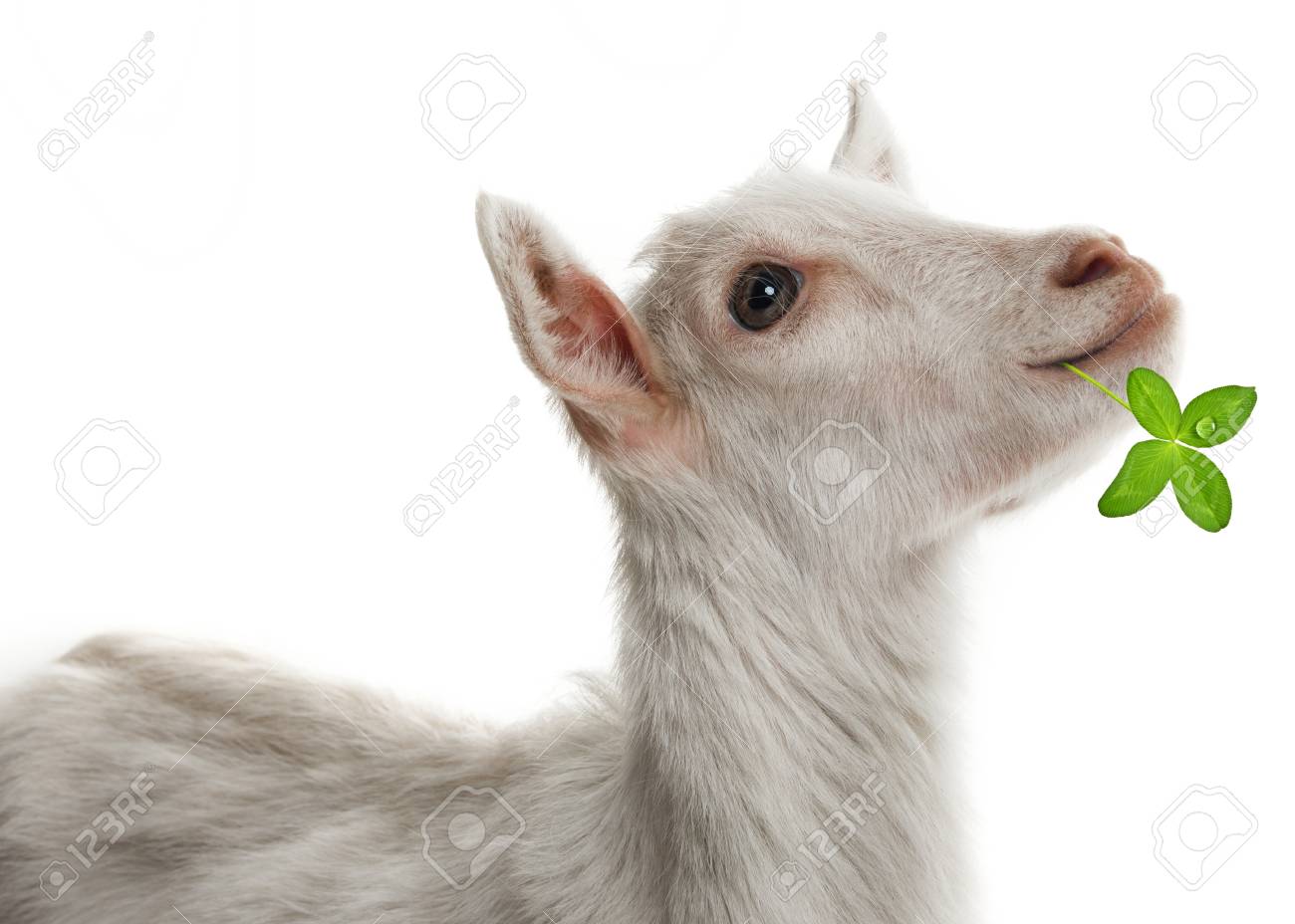 面白い白ヤギの肖像画 の写真素材 画像素材 Image