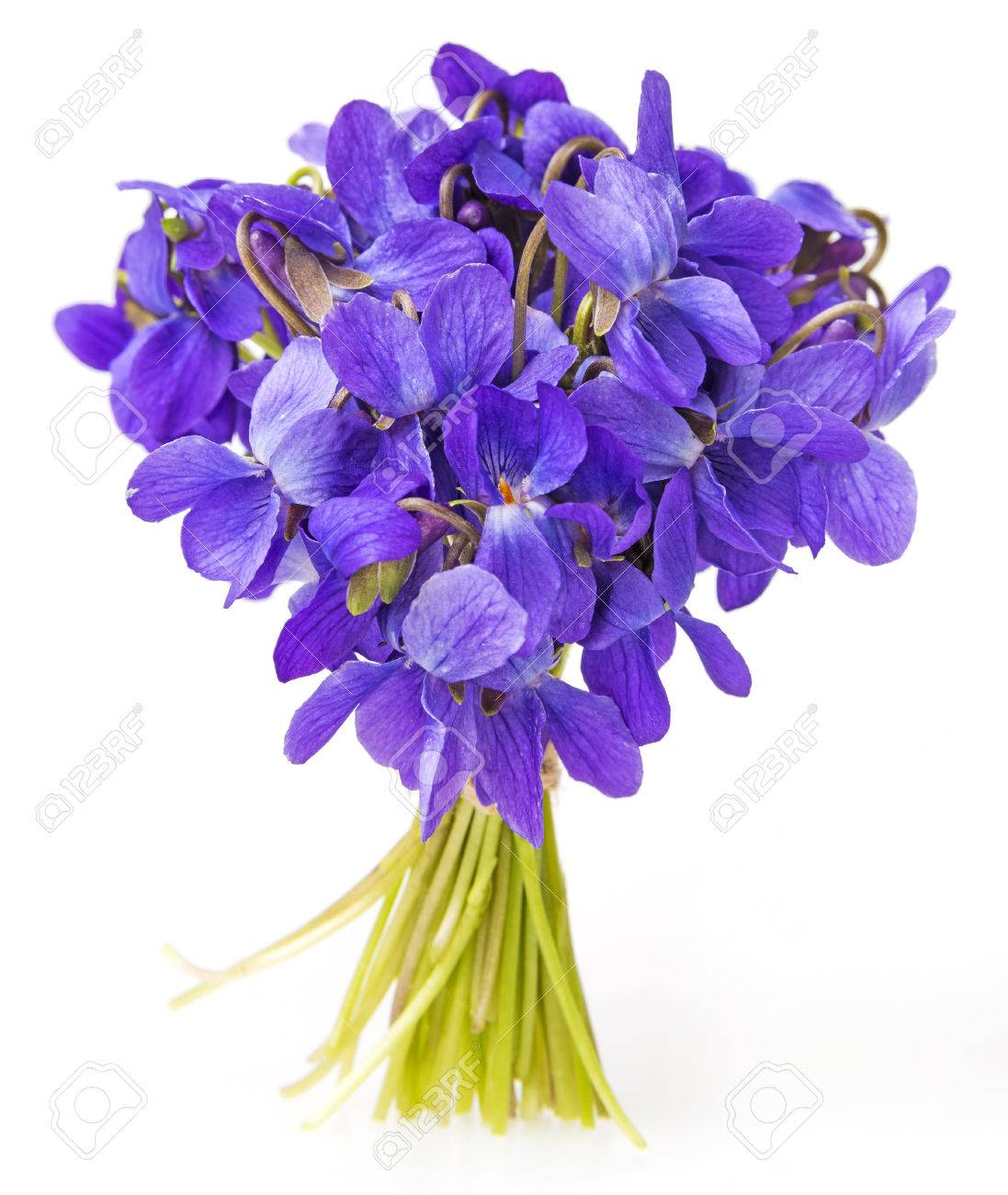 spring violets flowers isolated on white stock photo picture and
