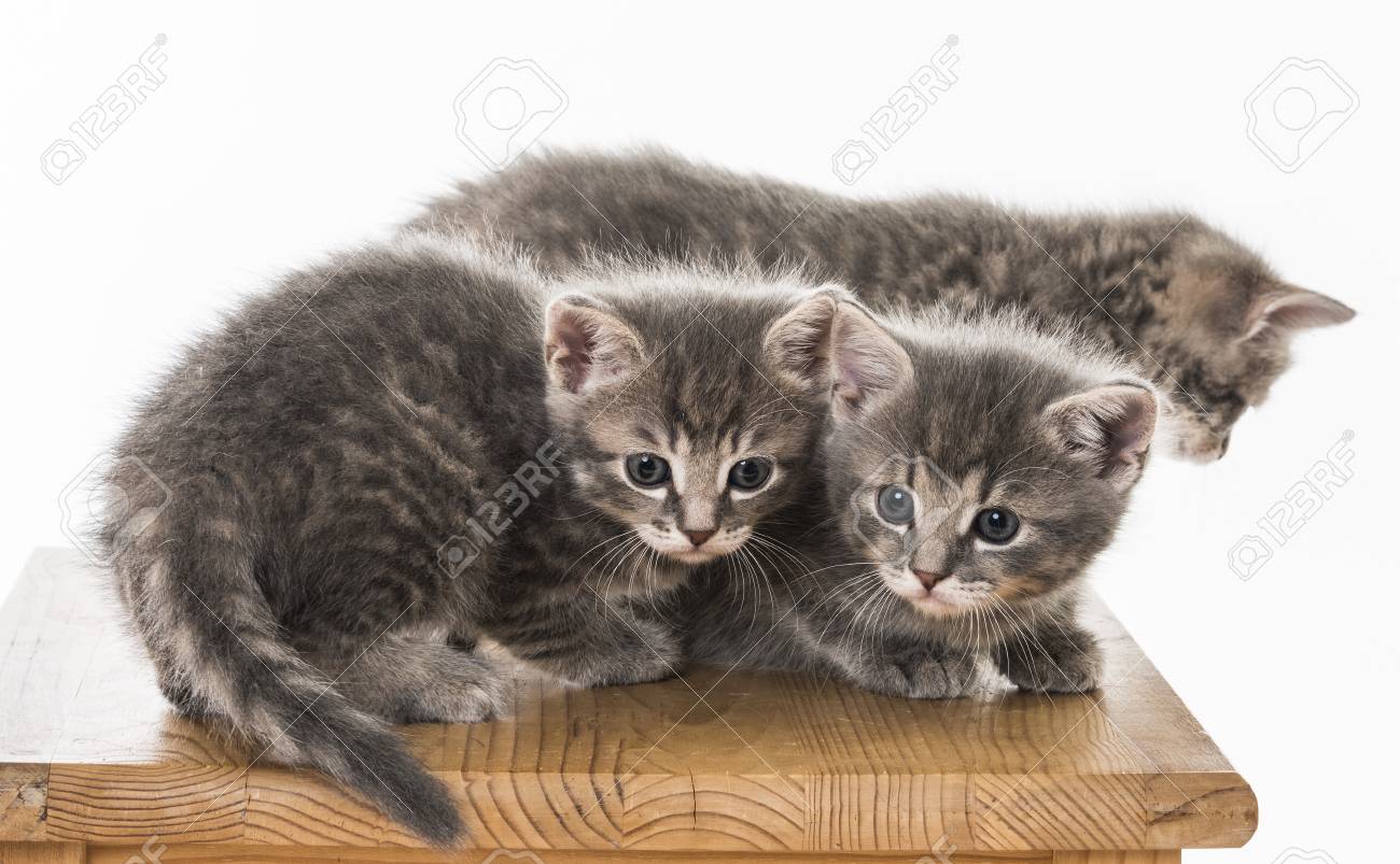 kitten table