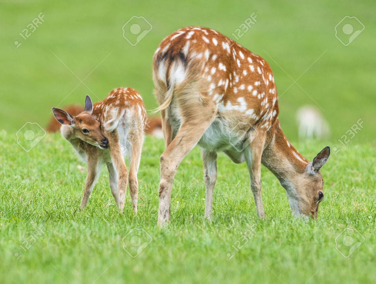 fallow deer baby animal