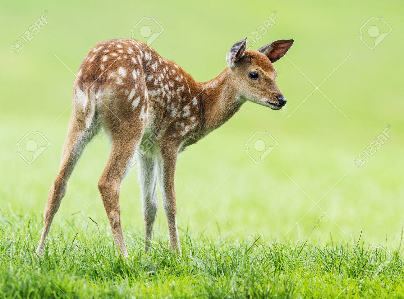 fallow deer baby animal