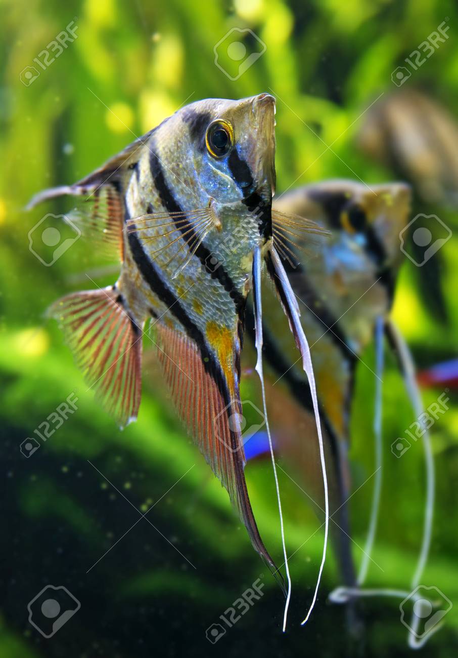 エンゼルフィッシュエンゼルフィッシュは の写真素材 画像素材 Image