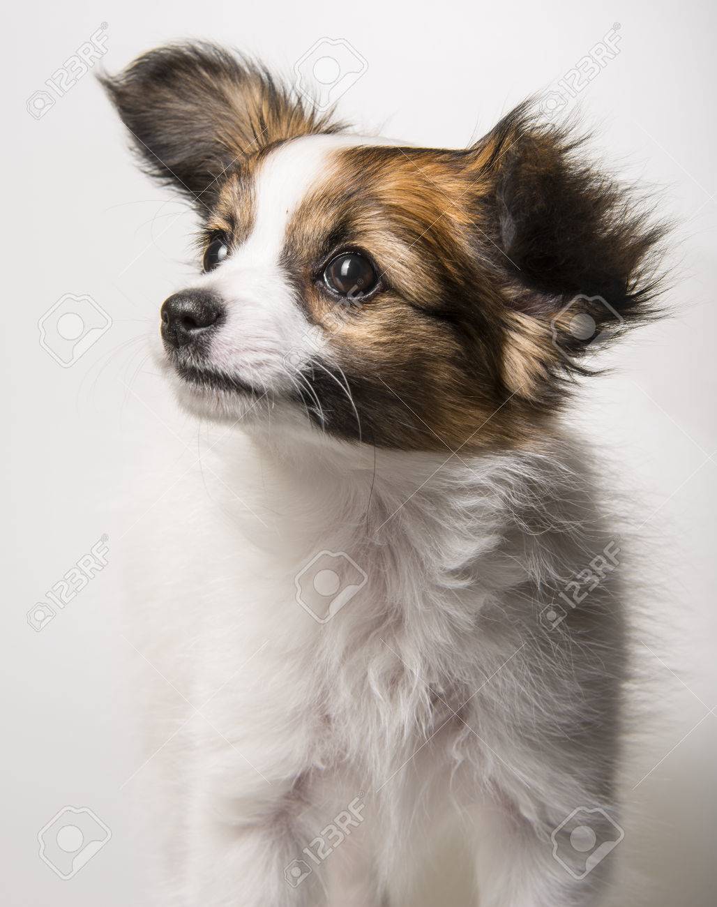 cute papillon puppies