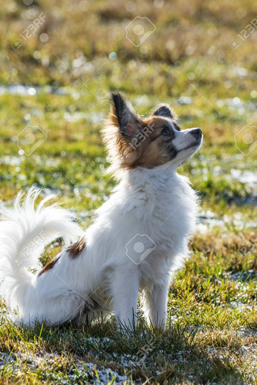 cute papillon puppies