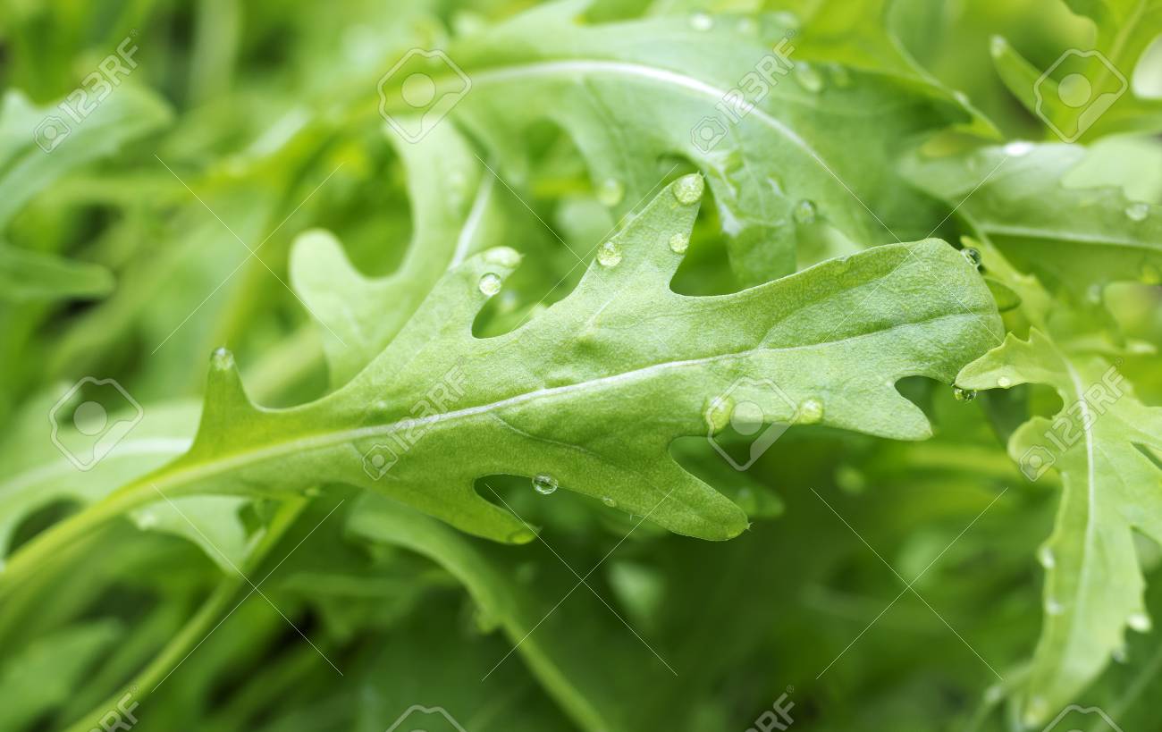 Fesh ロケット ルッコラ ワイルド ロケット レタスのタイプ 温室内 の写真素材 画像素材 Image