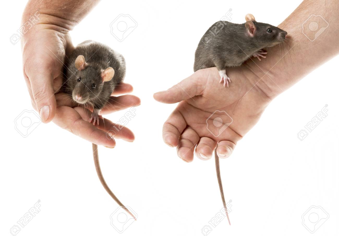 かわいいペットのネズミ の写真素材 画像素材 Image