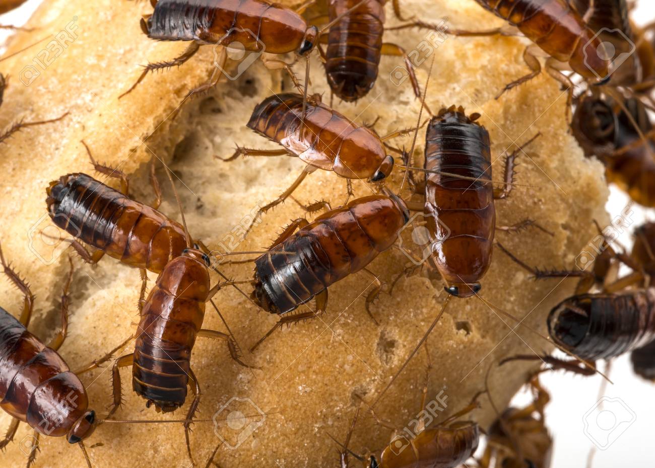 Cockroach Blatta Lateralis Stock Photo Picture And Royalty Free Image Image