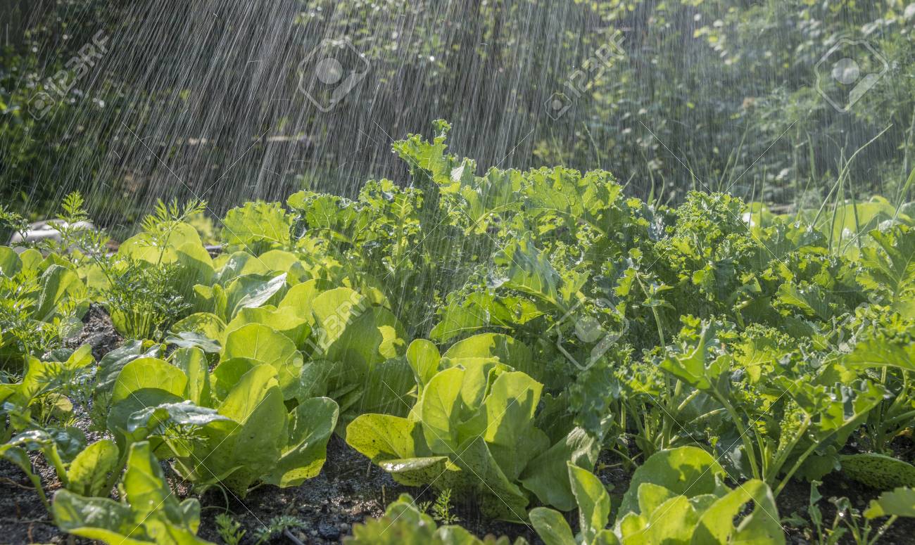 Moestuin aanleggen in de regen