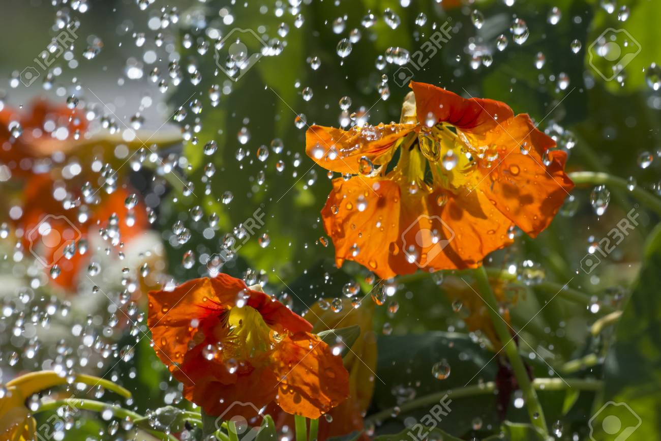 雨花ページ MDAwMDA0ODM3NQ_MC40MzIwNjQwMCA