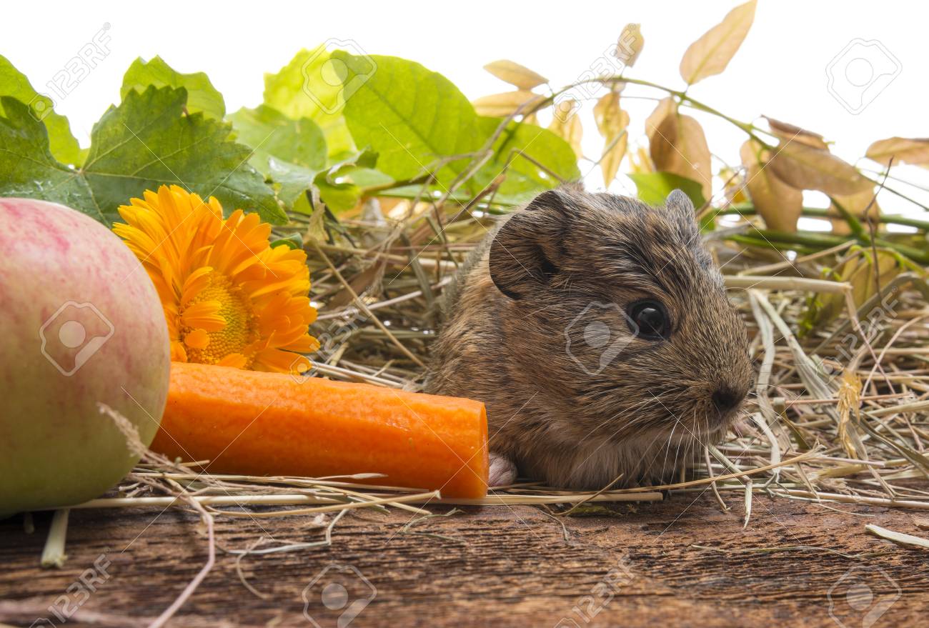 A Cute Baby Of Guinea Pig Close Up Stock Photo Picture And Royalty