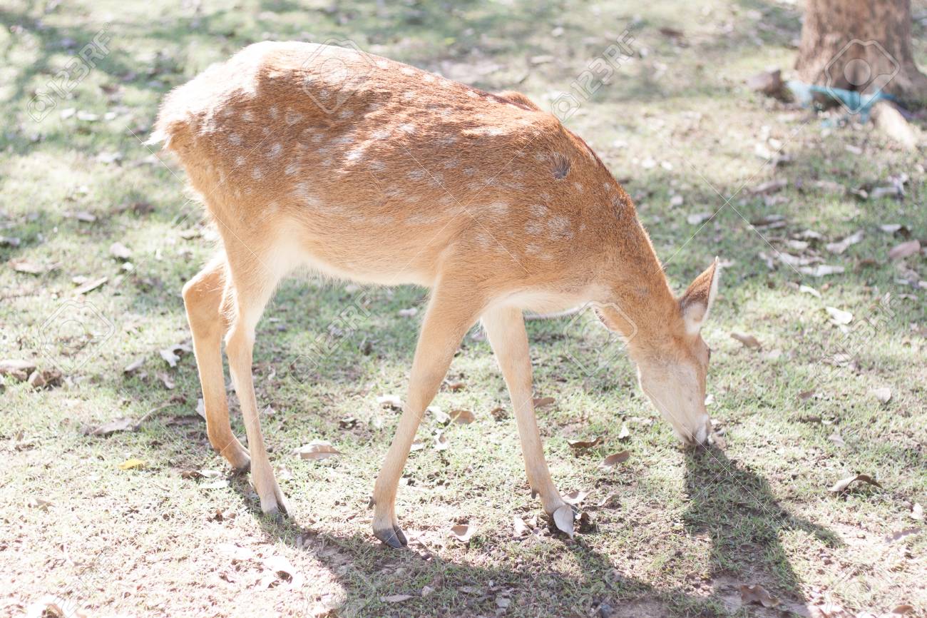 baby fallow deer stock