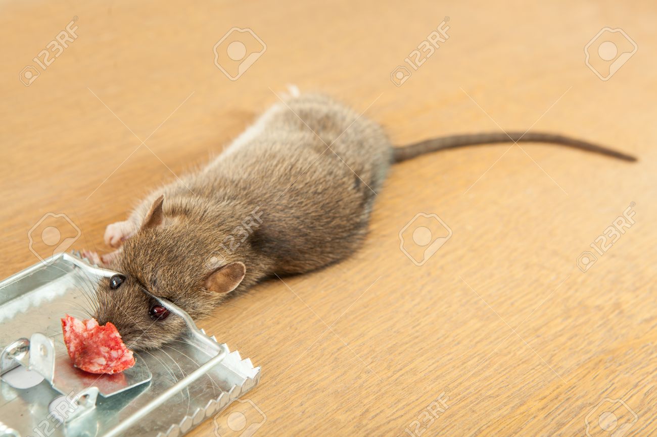 34320105-dead-rat-killed-by-rat-trap.jpg