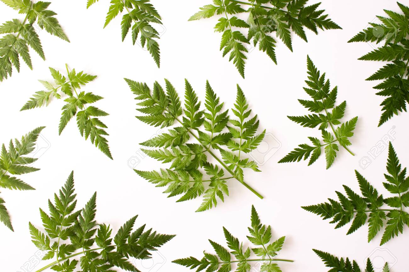 Pattern with fern green leaves isolated on white background top view. Floral nature flat lay. Foliage composition pattern. Ecology, organic background. Stock photo. - 147625951 Pattern with fern green leaves isolated on white background top view. Floral nature flat lay. Foliage composition pattern. Ecology, organic background. Stock photo. - 147625951