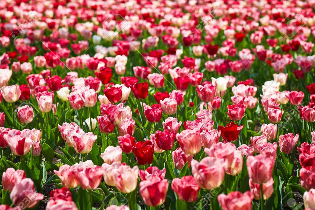 field of spring tulips flowers is a lot of bright mature flowers