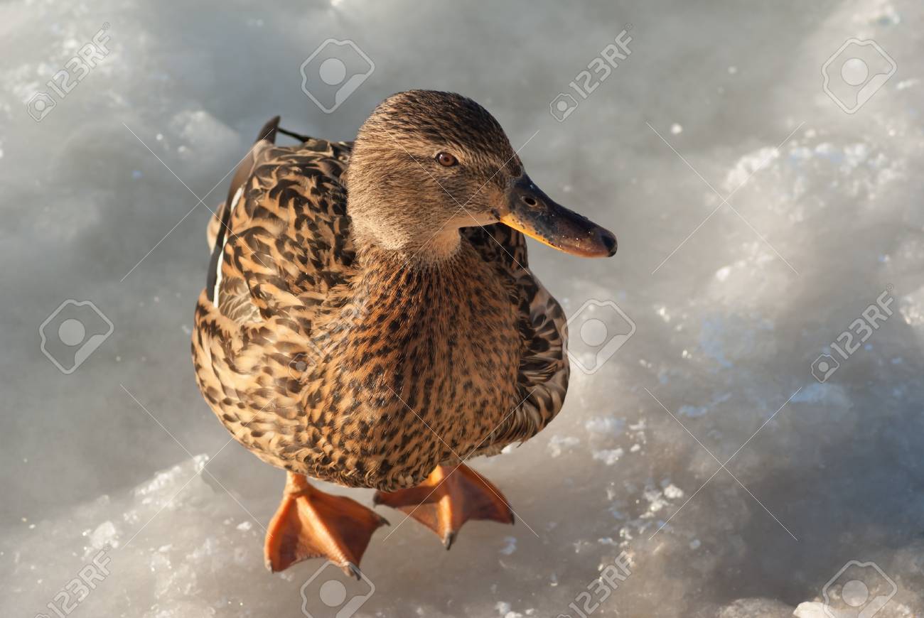茶色の野生のマガモのアヒル 氷の上に立って カメラを見てします の写真素材 画像素材 Image