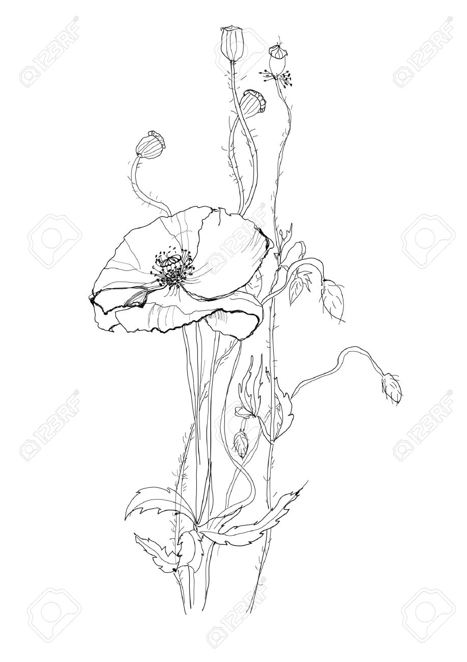 poppy flower drawing on white background royalty free cliparts