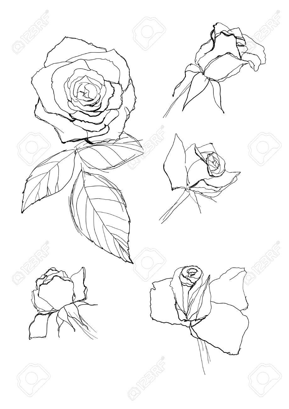 dibujo de rosas pluma colección ilustraciones vectoriales clip art
