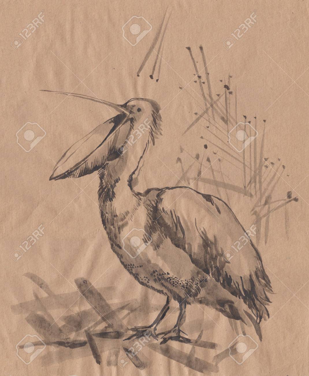 ペリカン白黒ブラシ ドローイング デッサン の写真素材 画像素材 Image