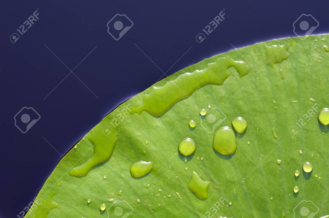 Sheet of water lilies with drops of dewon a background of the river. - 76563689 Sheet of water lilies with drops of dewon a background of the river. - 76563689