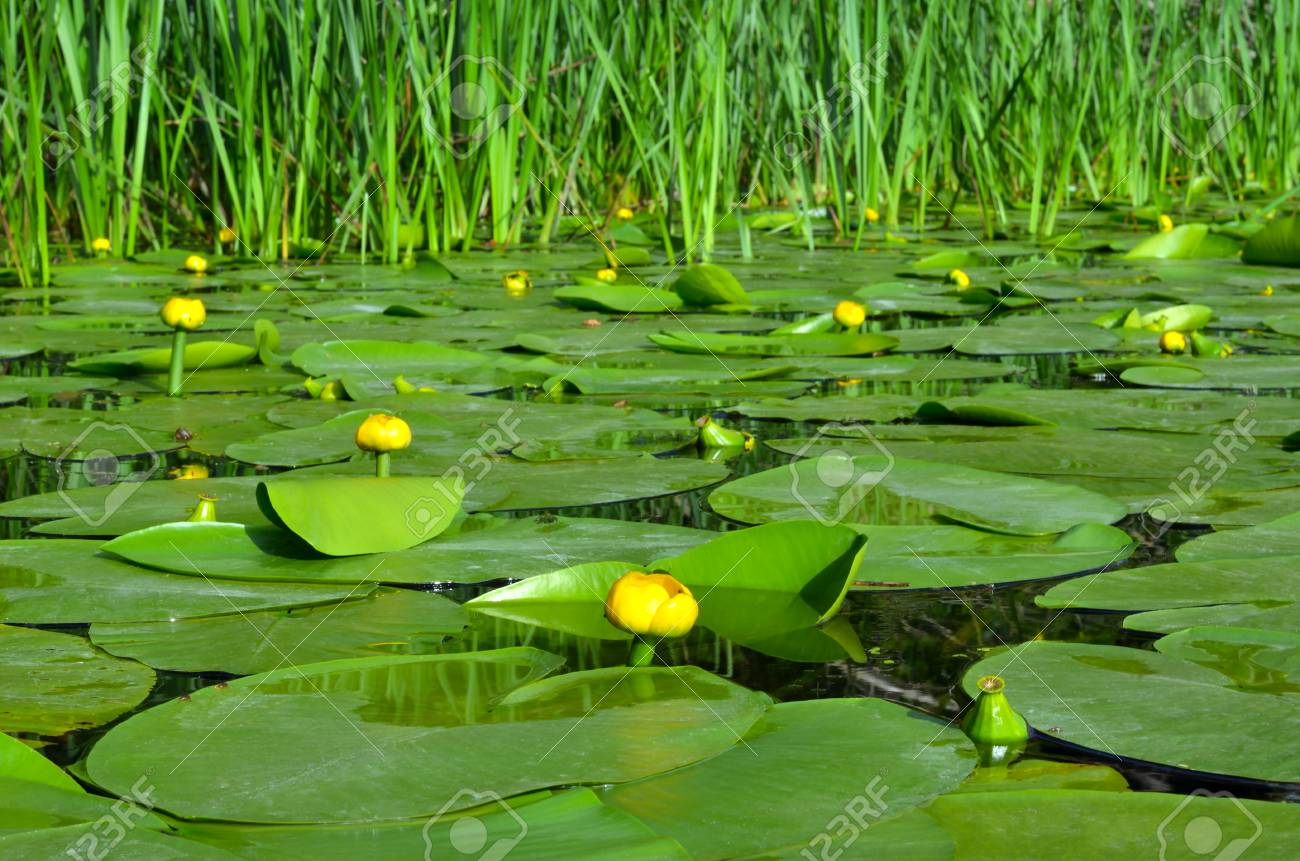 Water lily on the river Dnieper. Blossoming Water-lily. - 76563162 Water lily on the river Dnieper. Blossoming Water-lily. - 76563162