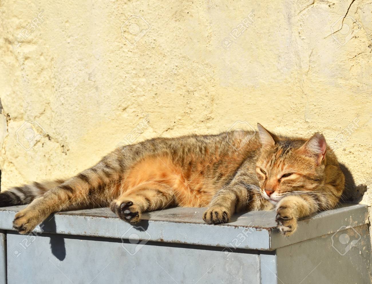 Sleeping stray cat on the steps. On a bright sunny day. - 90808666 Sleeping stray cat on the steps. On a bright sunny day. - 90808666