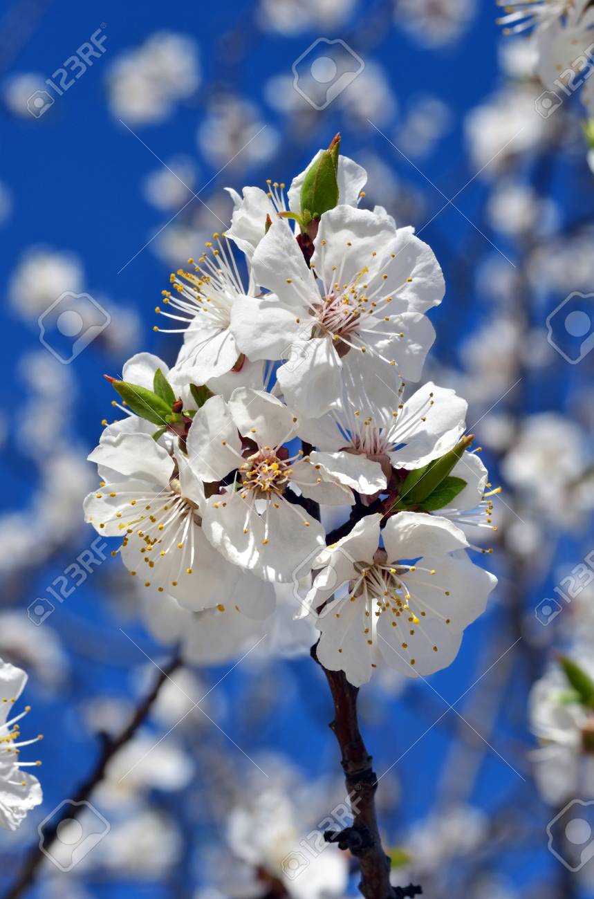 Spring nature background. Cherry blossoms against the blue sky. - 95536510 Spring nature background. Cherry blossoms against the blue sky. - 95536510
