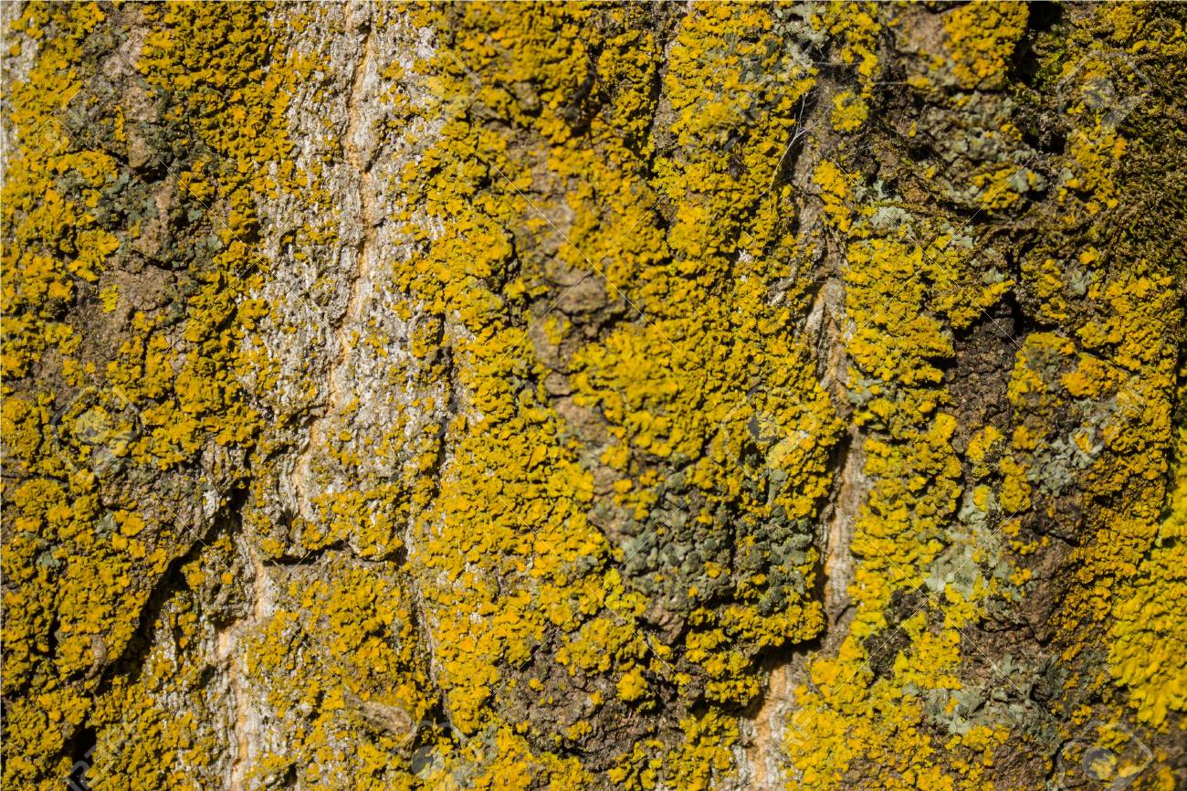 A Casca Da Arvore Esta Coberta De Musgo Luz Superficie Marrom Da Arvore Coberta Com O Musgo Verde Macro Fotografia Textura Tridimensional O Lado Norte Do Tronco Da Arvore Floresta Decidua