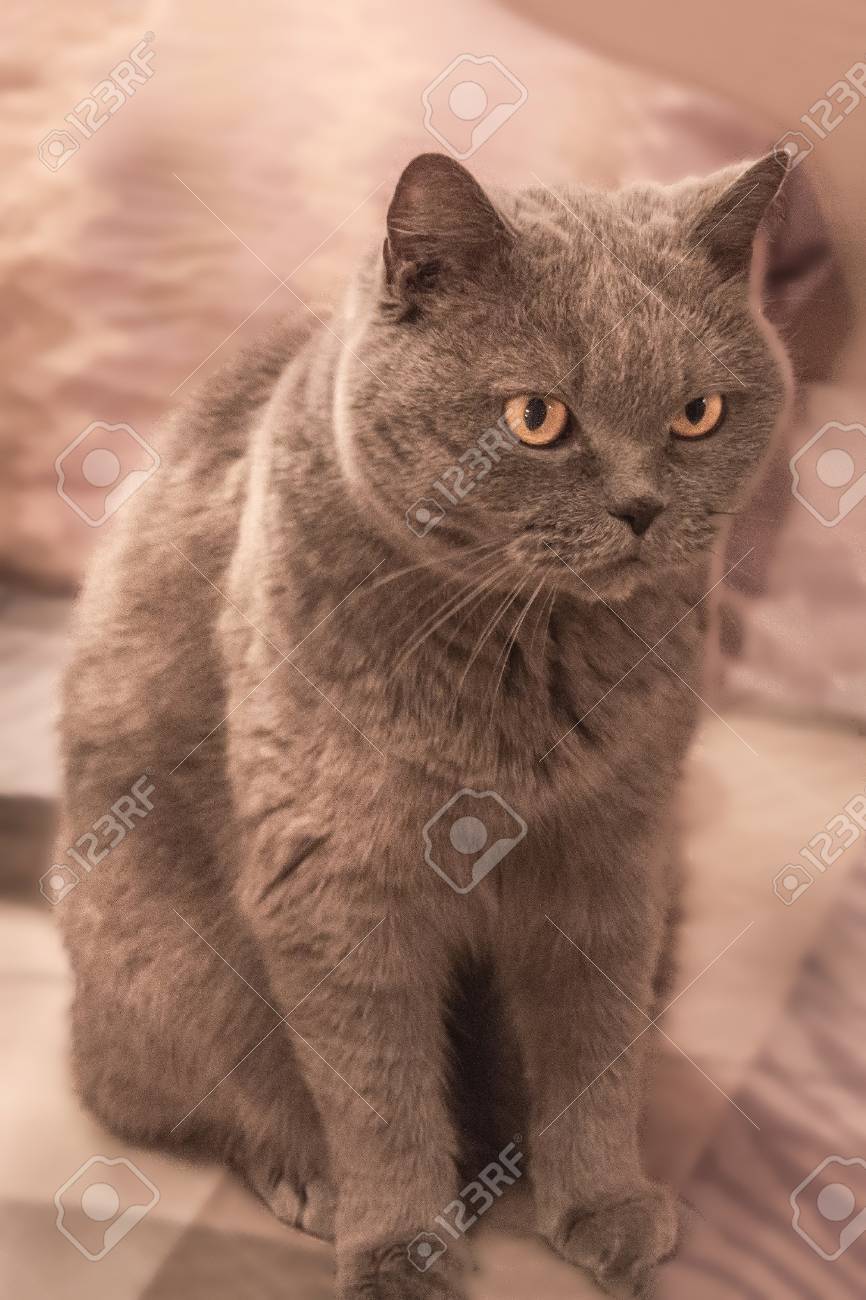 A Domestic Pet A Sleek Cat British Shorthair Breed Gray Wool