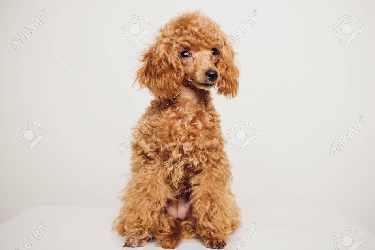 available tiny toy poodle