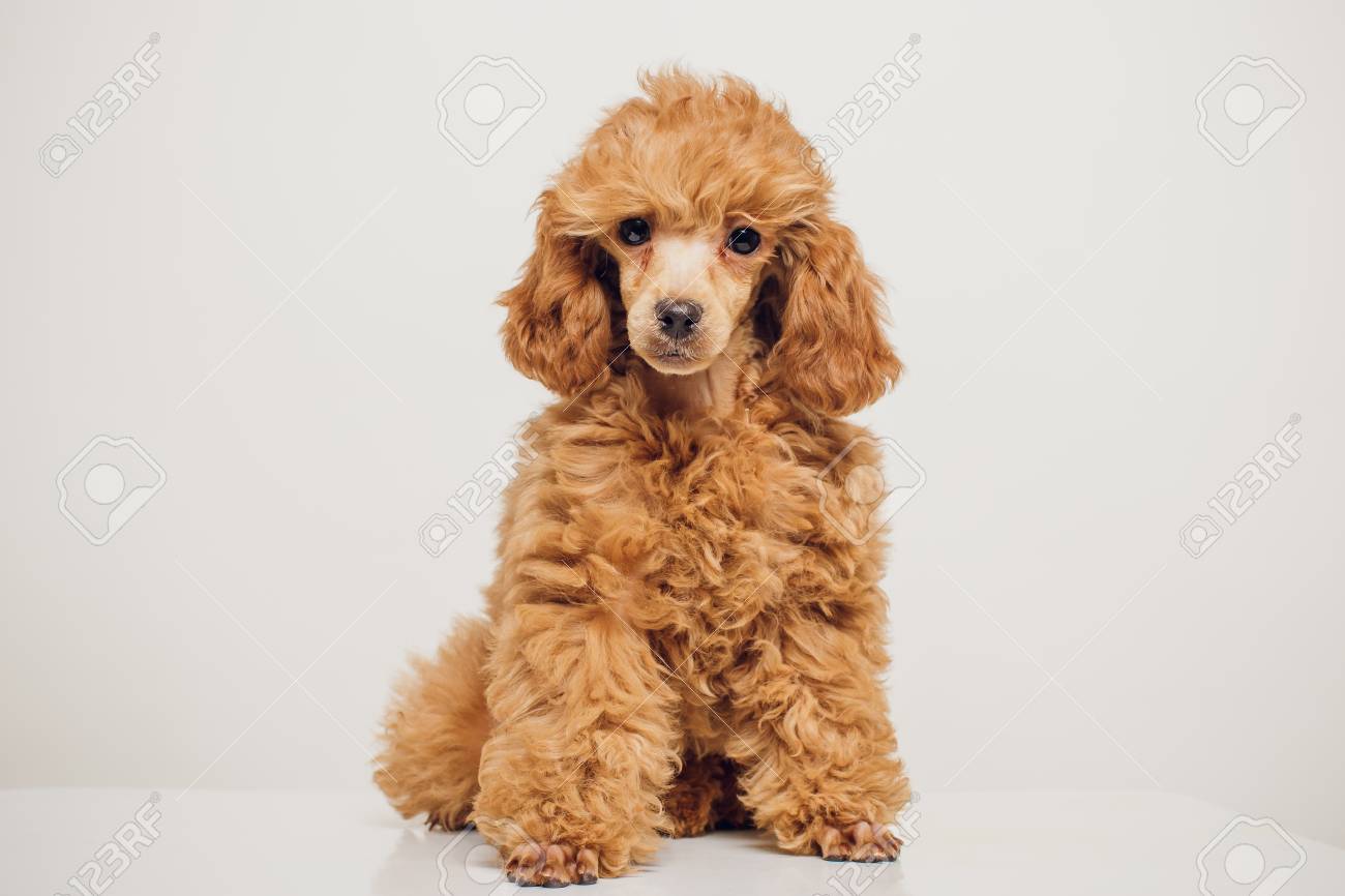 mini poodle golden