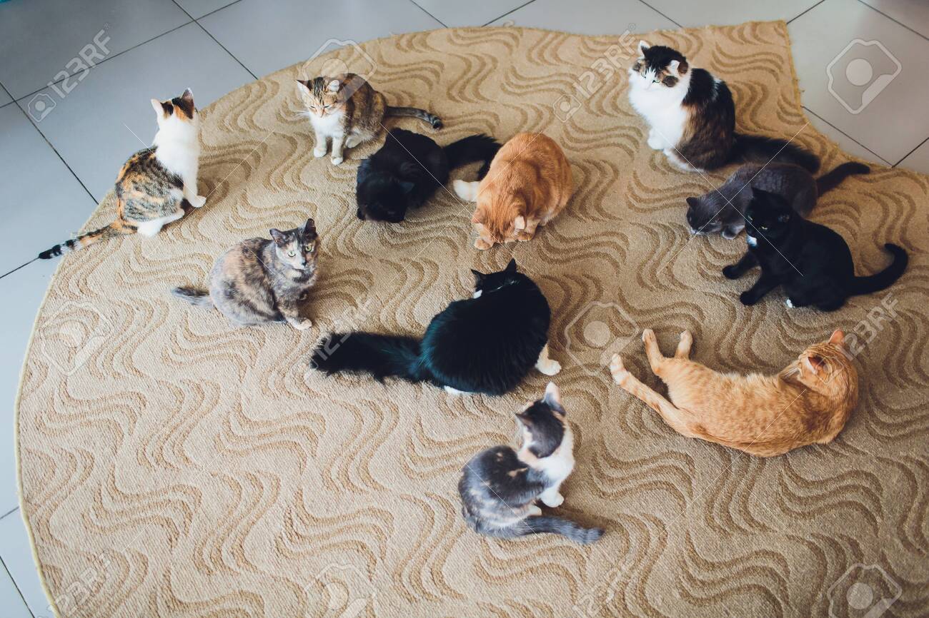 etiam-dictum-ipsum-a-felis